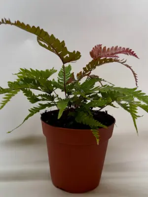 Fern 'Tricolor Pteris' houseplant