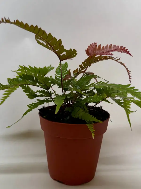 Fern 'Tricolor Pteris' houseplant