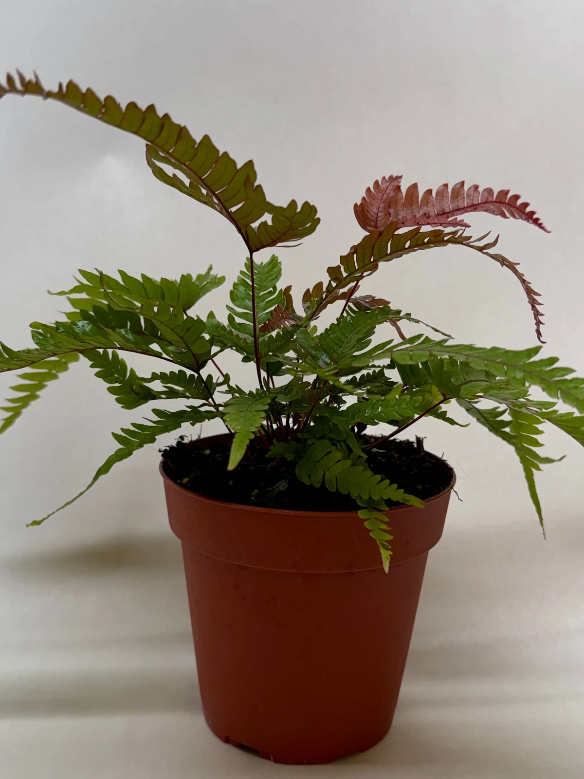 Fern 