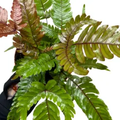 Fern 'Tricolor Pteris' — additional view