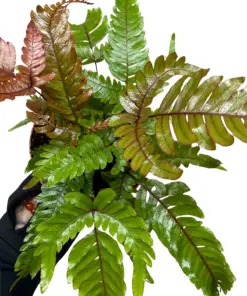 Fern 'Tricolor Pteris' — additional view