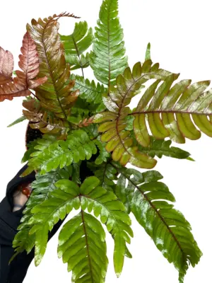 Fern 'Tricolor Pteris' — additional view