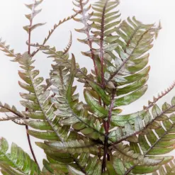 Fern 'Tricolor Pteris' — additional view
