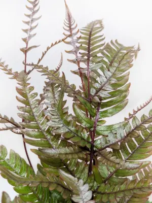 Fern 'Tricolor Pteris' — additional view