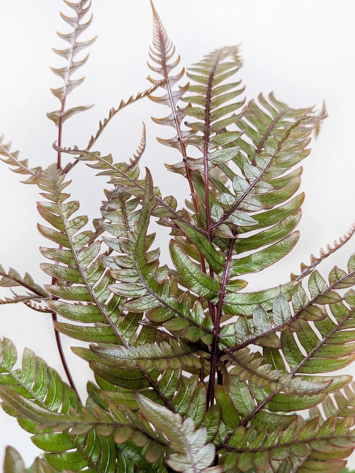 Fern 