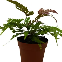 Fern 'Tricolor Pteris' — additional view