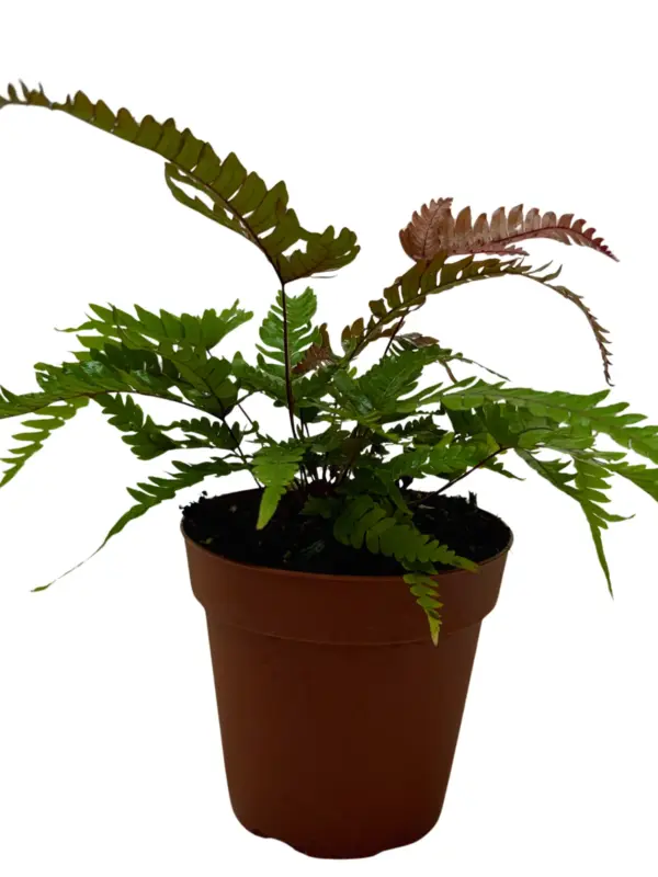Fern 'Tricolor Pteris' — additional view