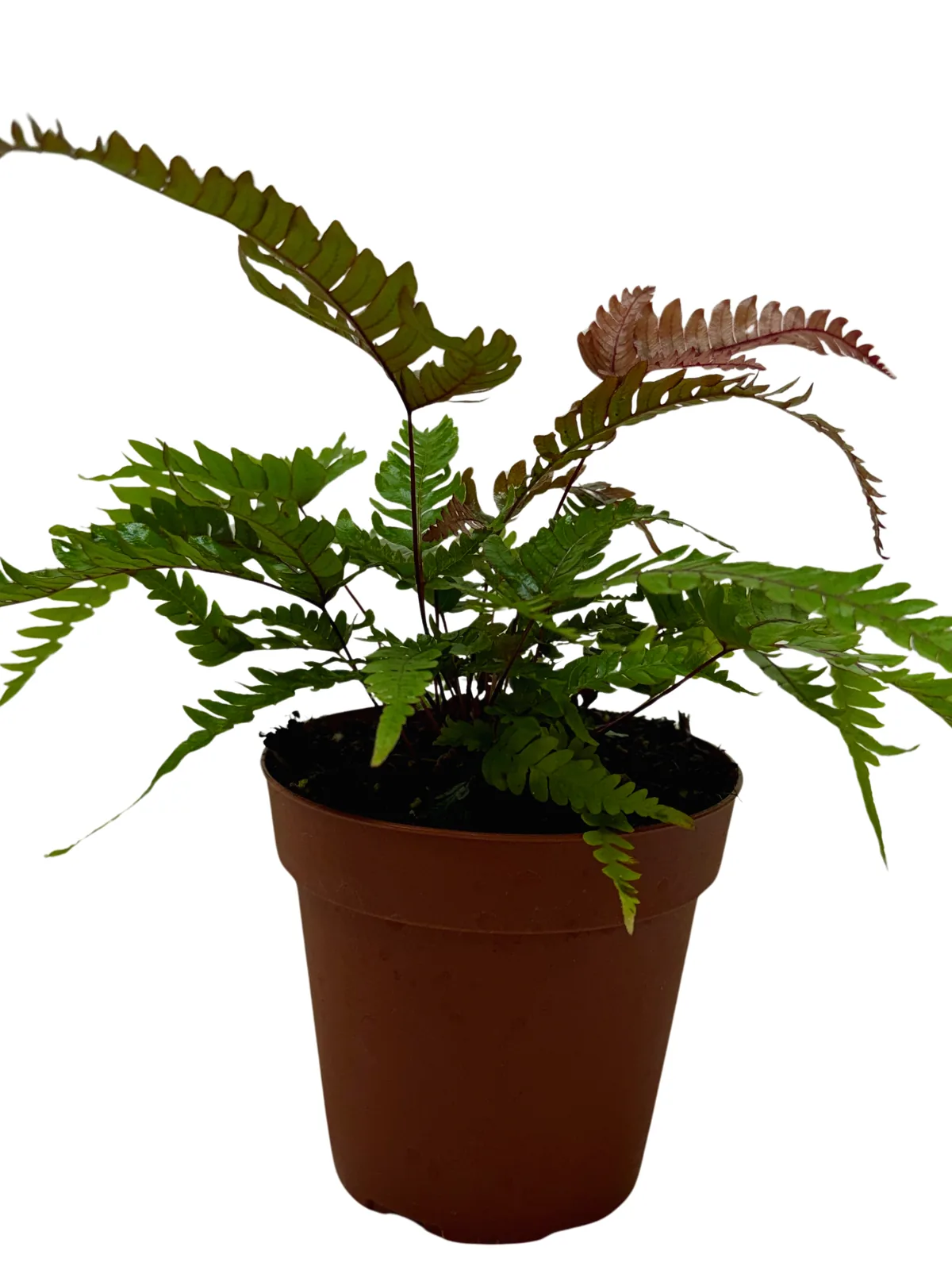 Fern 
