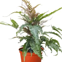 Fern 'Tricolor Pteris' — additional view