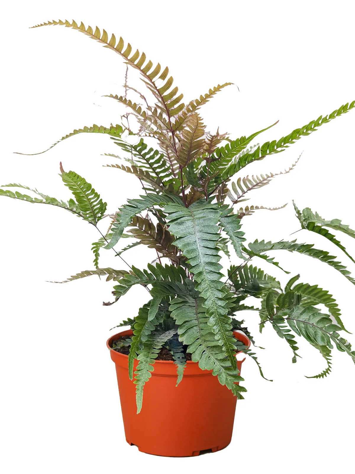 Fern 