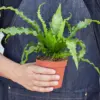 Bird's Nest 'Victoria' Fern houseplant