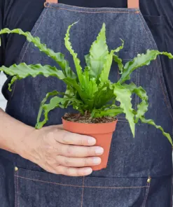 Bird's Nest 'Victoria' Fern houseplant
