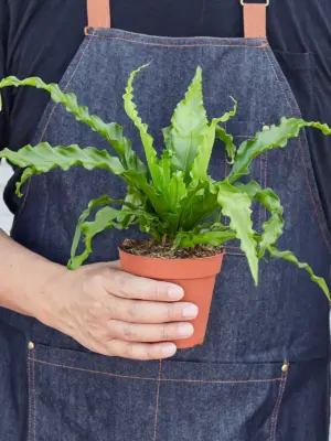 Bird's Nest 'Victoria' Fern houseplant