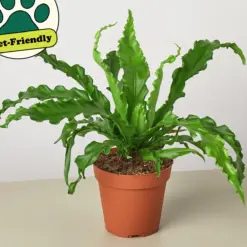 Bird's Nest 'Victoria' Fern — additional view