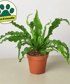 Bird's Nest 'Victoria' Fern — additional view