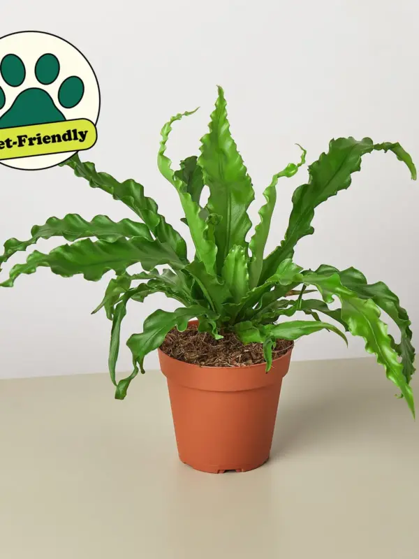 Bird's Nest 'Victoria' Fern — additional view