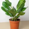 Ficus 'Audrey' houseplant