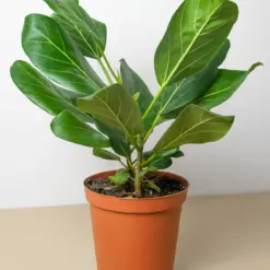 Ficus 'Audrey' houseplant