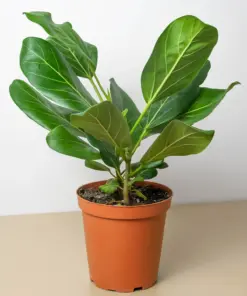 Ficus 'Audrey' houseplant