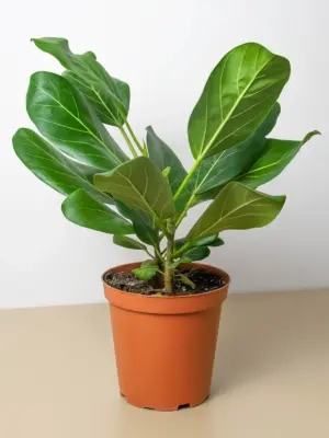 Ficus 'Audrey' houseplant