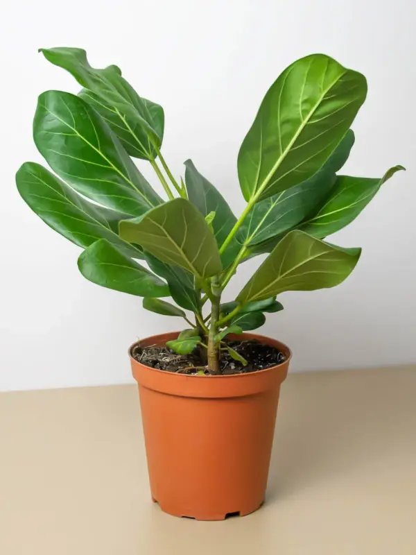 Ficus 'Audrey' houseplant