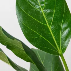 Ficus 'Audrey' — additional view