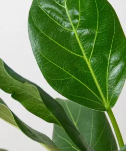 Ficus 'Audrey' — additional view