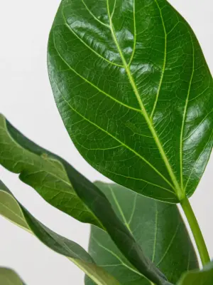 Ficus 'Audrey' — additional view