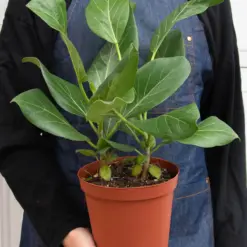 Ficus 'Audrey' — additional view