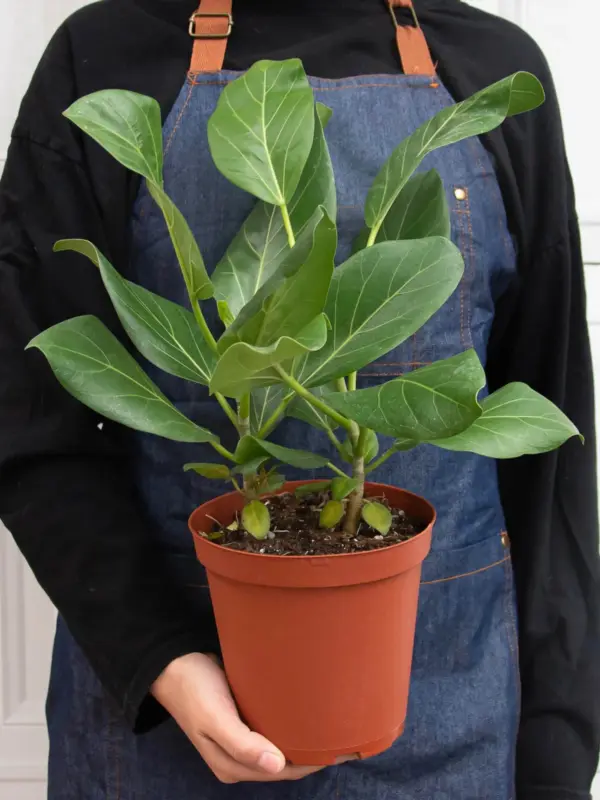 Ficus 'Audrey' — additional view