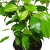 Ficus 'Benjamina' houseplant