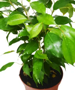 Ficus 'Benjamina' houseplant