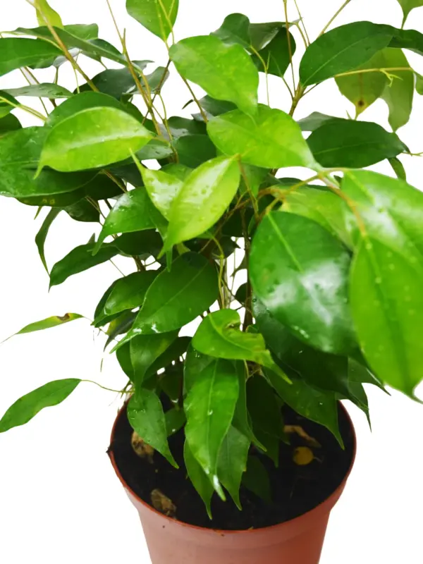 Ficus 'Benjamina' houseplant