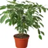 Ficus 'Breeze' houseplant