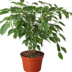 Ficus 'Breeze' houseplant