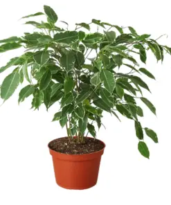 Ficus 'Breeze' houseplant