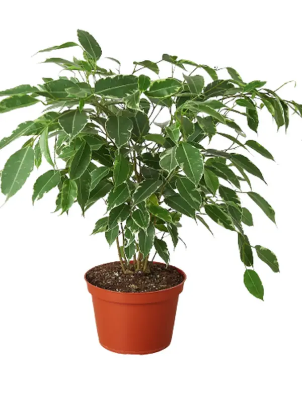 Ficus 'Breeze' houseplant
