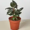 Ficus Elastica 'Burgundy' houseplant