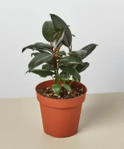 Ficus Elastica 'Burgundy' houseplant