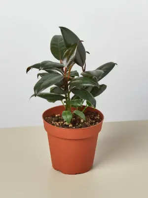Ficus Elastica 'Burgundy' houseplant