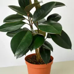Ficus Elastica 'Burgundy' — additional view