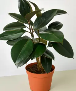 Ficus Elastica 'Burgundy' — additional view