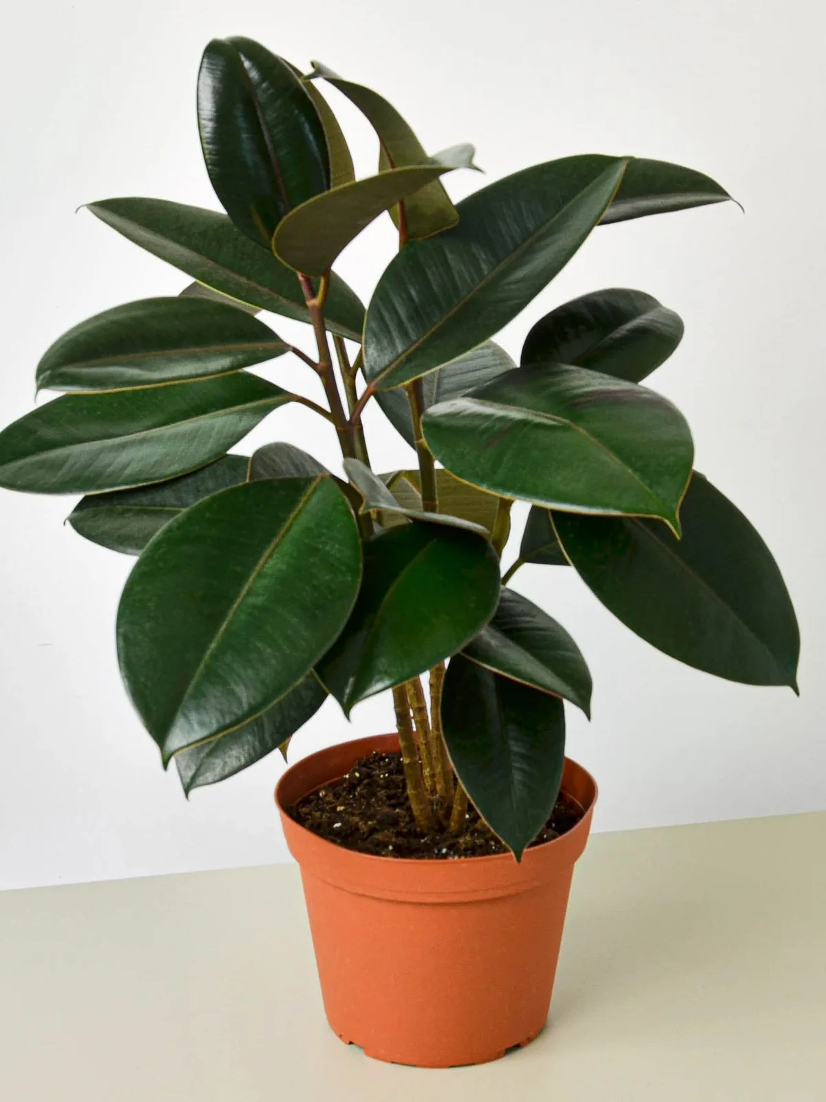 Ficus Elastica 
