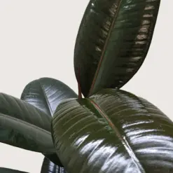 Ficus Elastica 'Burgundy' — additional view