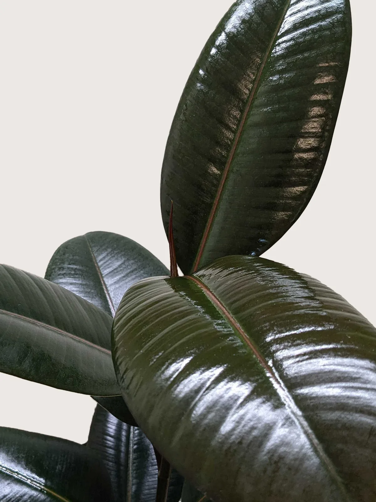 Ficus Elastica 