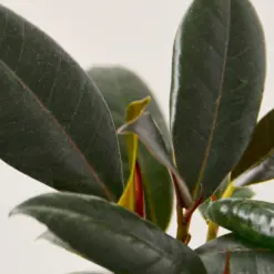 Ficus Elastica 'Burgundy' — leaf detail close-up