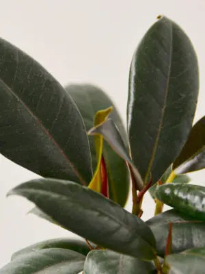 Ficus Elastica 'Burgundy' — leaf detail close-up