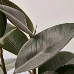 Ficus Elastica 'Burgundy' — leaf detail close-up