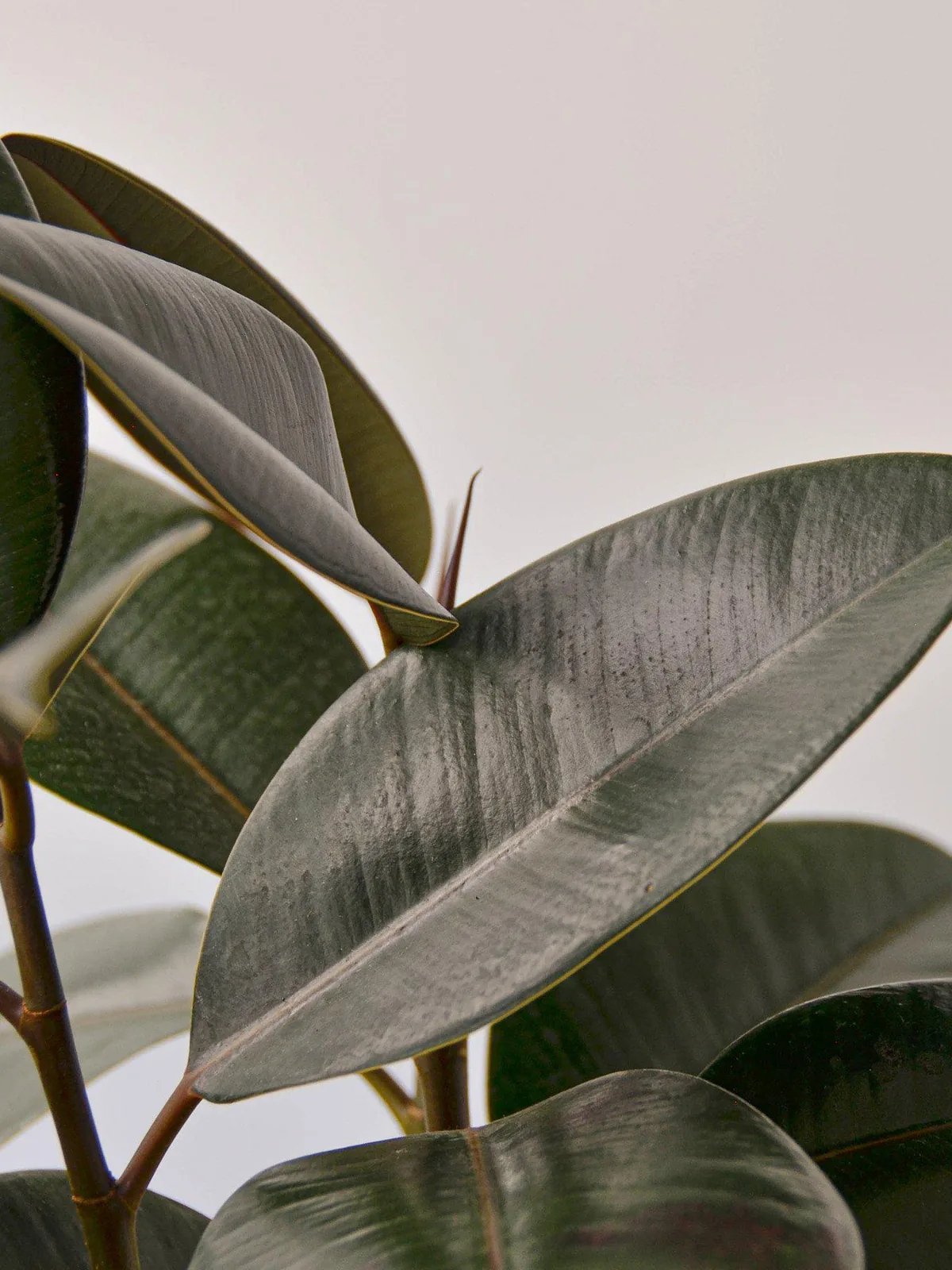 Ficus Elastica 