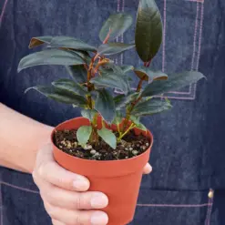 Ficus Elastica 'Burgundy' — held in hand for size reference